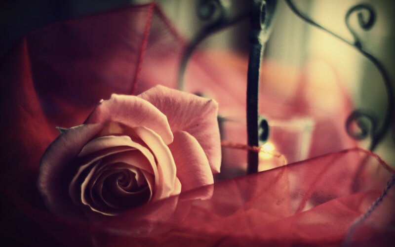 Pink Rose in Fabric — Red
