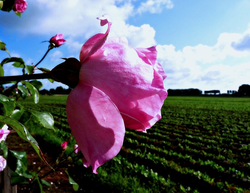 Pink Rose in Field