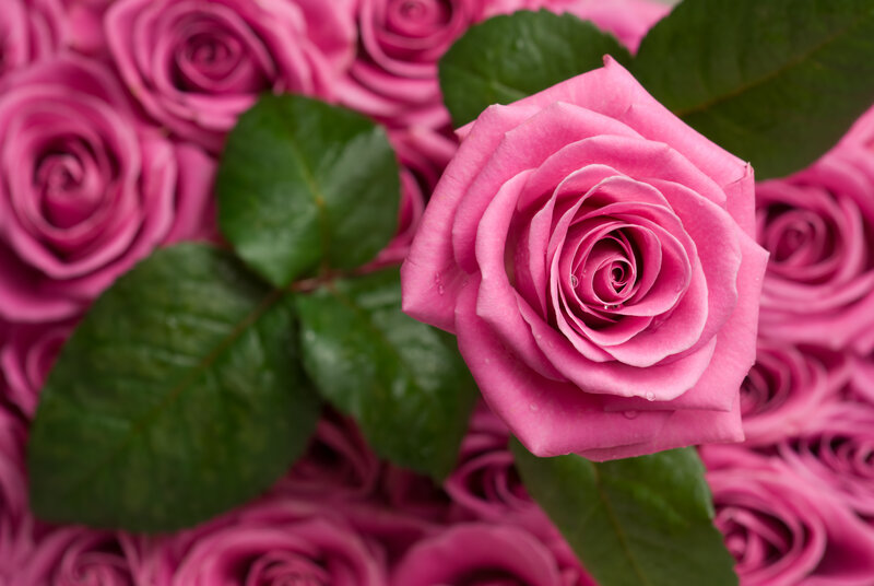 Pink Rose in Focus — Calm