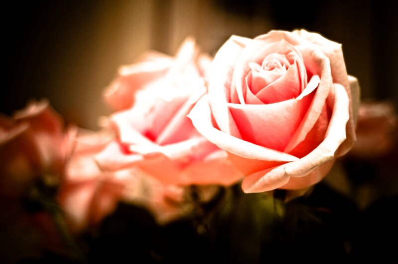 Pink Rose in Focus — Dramatic
