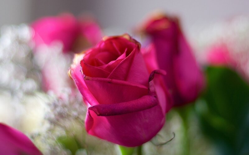 Pink Rose in Focus — Magenta