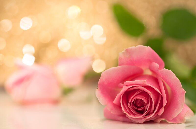 Pink Rose in Focus — Serene, Photograph, Bokeh Lights