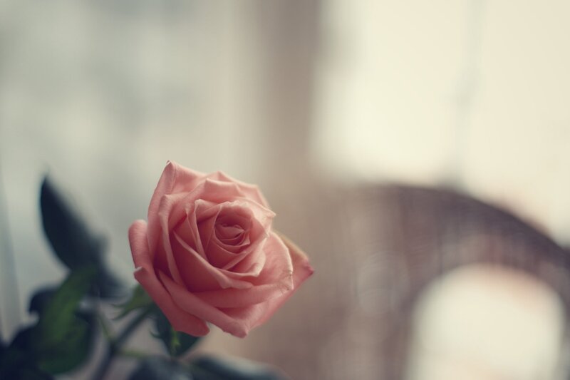 Pink Rose in Focus — Serene, Photograph, Green Leaves, Blurred Background