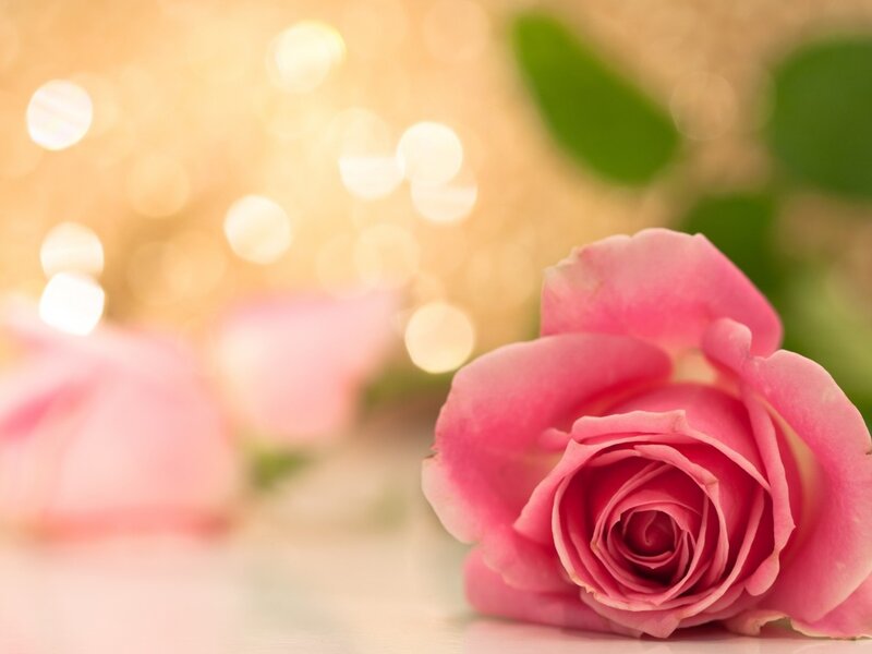 Pink Rose in Focus — Serene, Photograph, Green Leaves, Bokeh