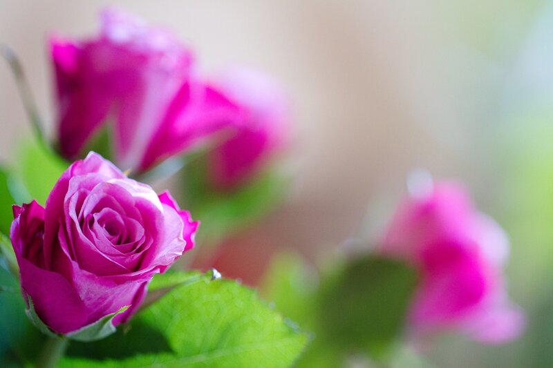 Pink Rose in Focus — Serene, Photograph, Green Leaves