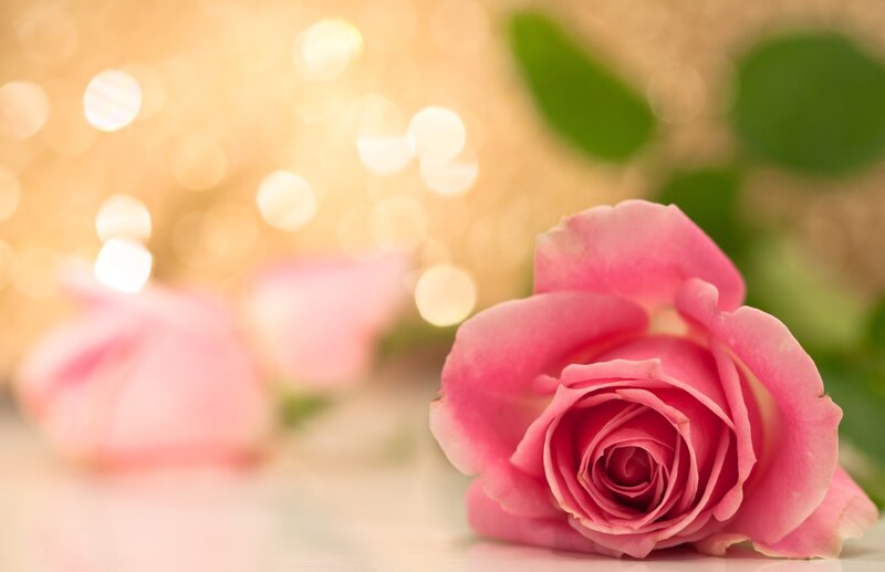 Pink Rose in Focus — Serene, Photograph, Leaves