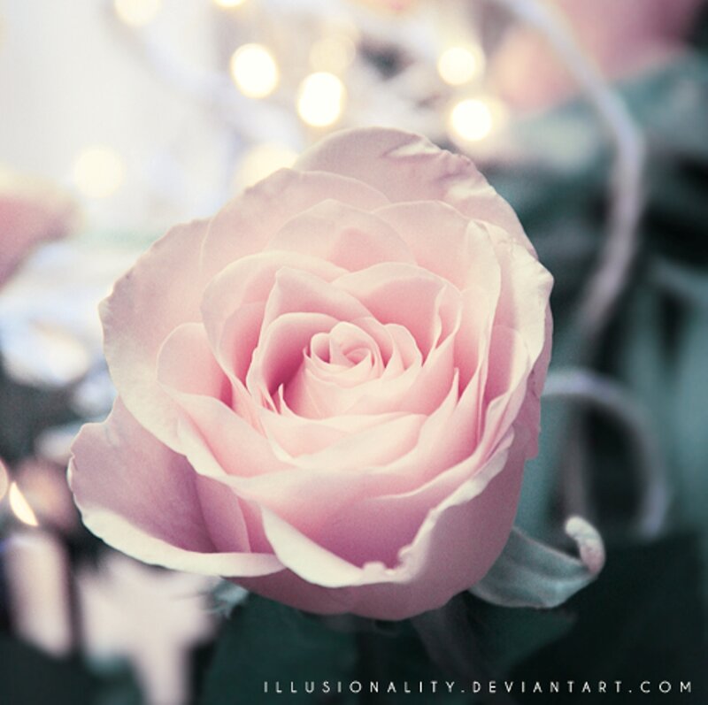 Pink Rose in Focus — Serene, Photograph, Lights