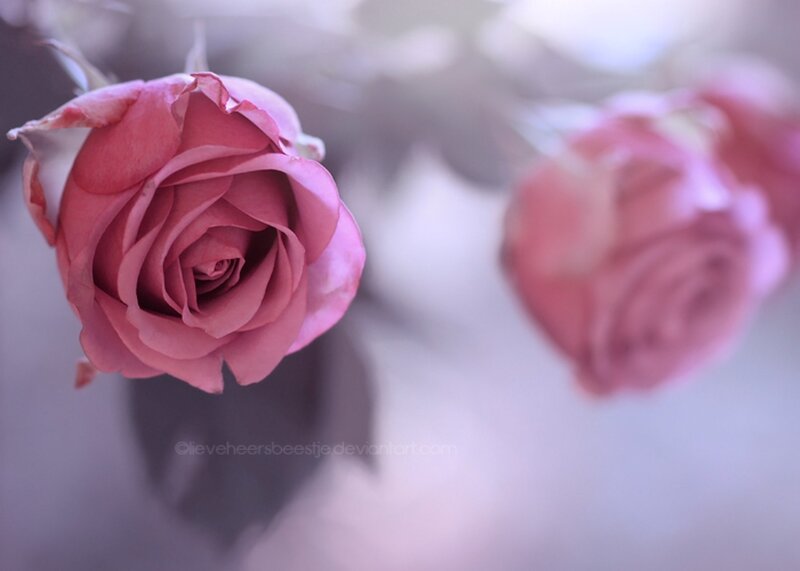 Pink Rose in Focus — Serene, Photograph