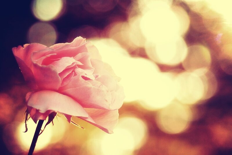 Pink Rose in Focus — Serene, Sunset