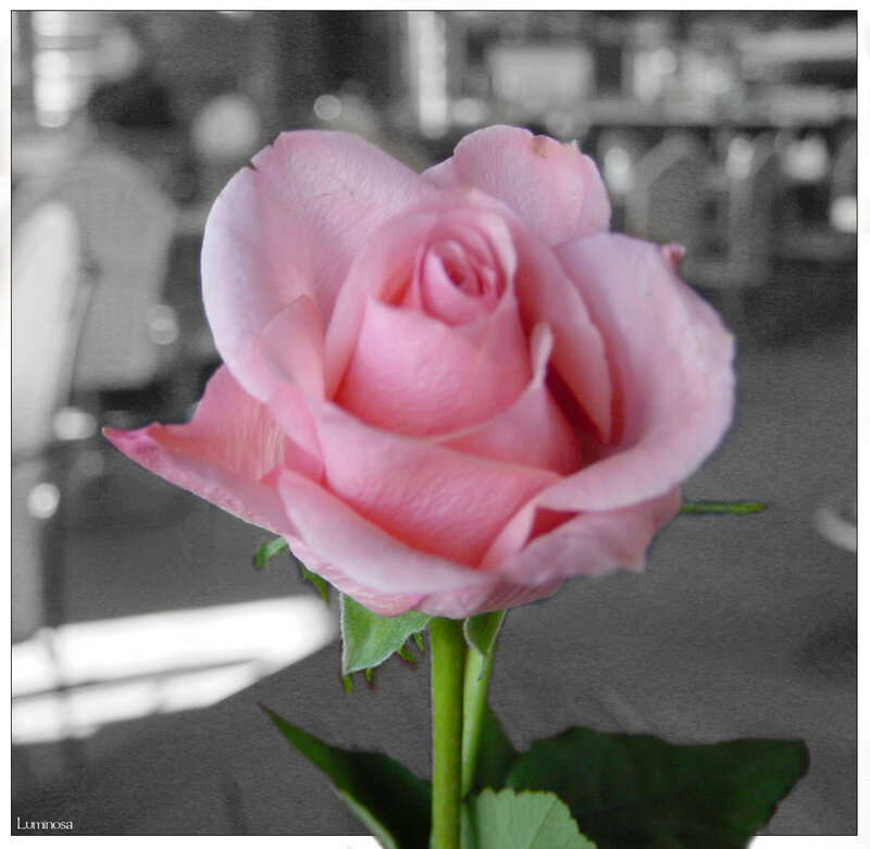 Pink Rose in Focus — Serene