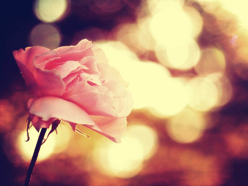 Pink Rose in Focus