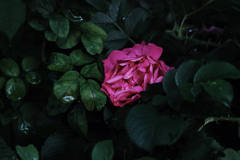 Pink Rose in Foliage