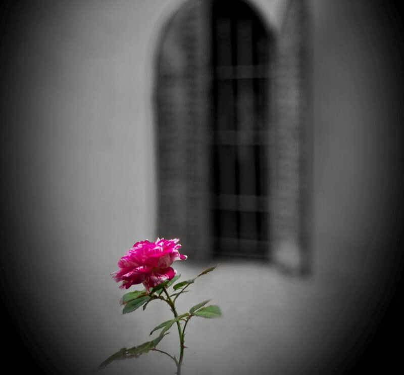 Pink Rose in Foreground — Dramatic