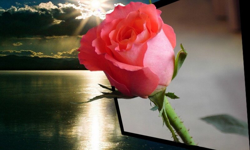 Pink Rose in Foreground — Serene, Sunrise