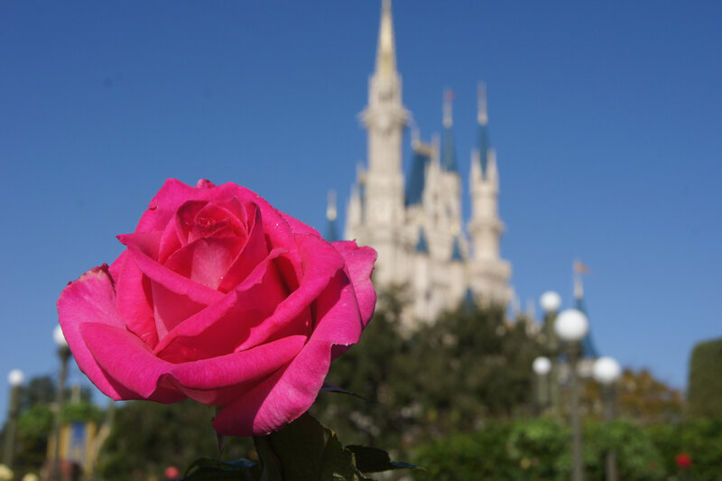 Pink Rose in Foreground — Serene