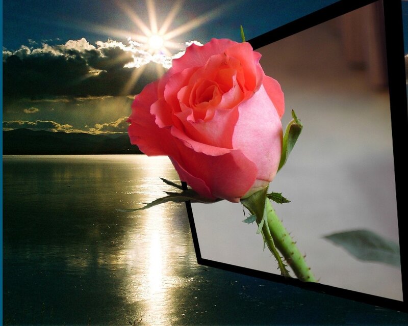 Pink Rose in Foreground