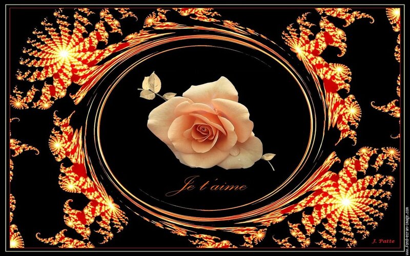 Pink Rose in Frame — Black