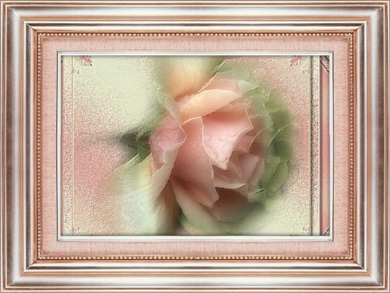 Pink Rose in Frame — Serene