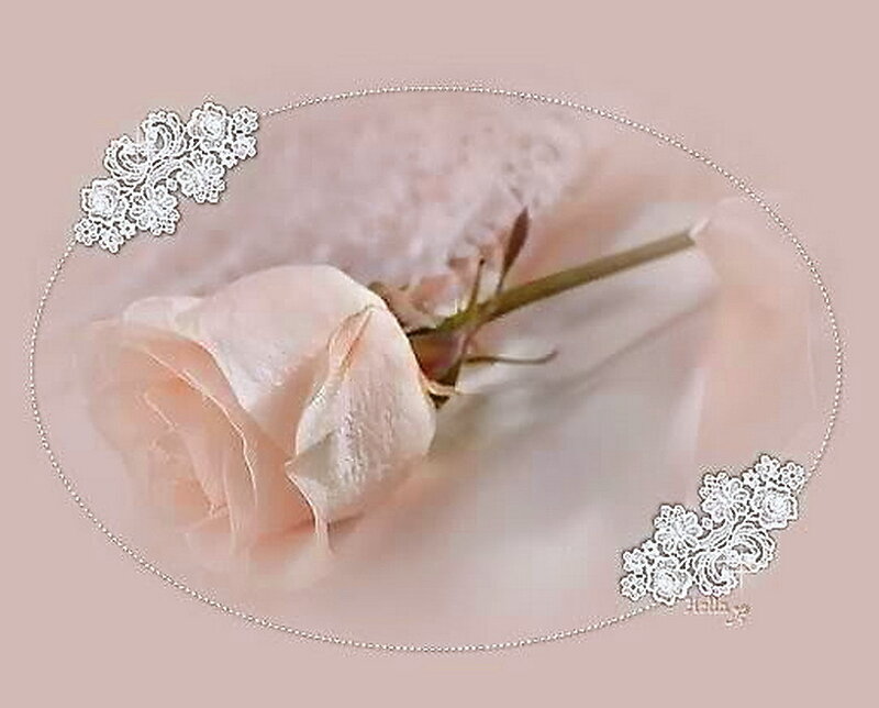 Pink Rose in Frame