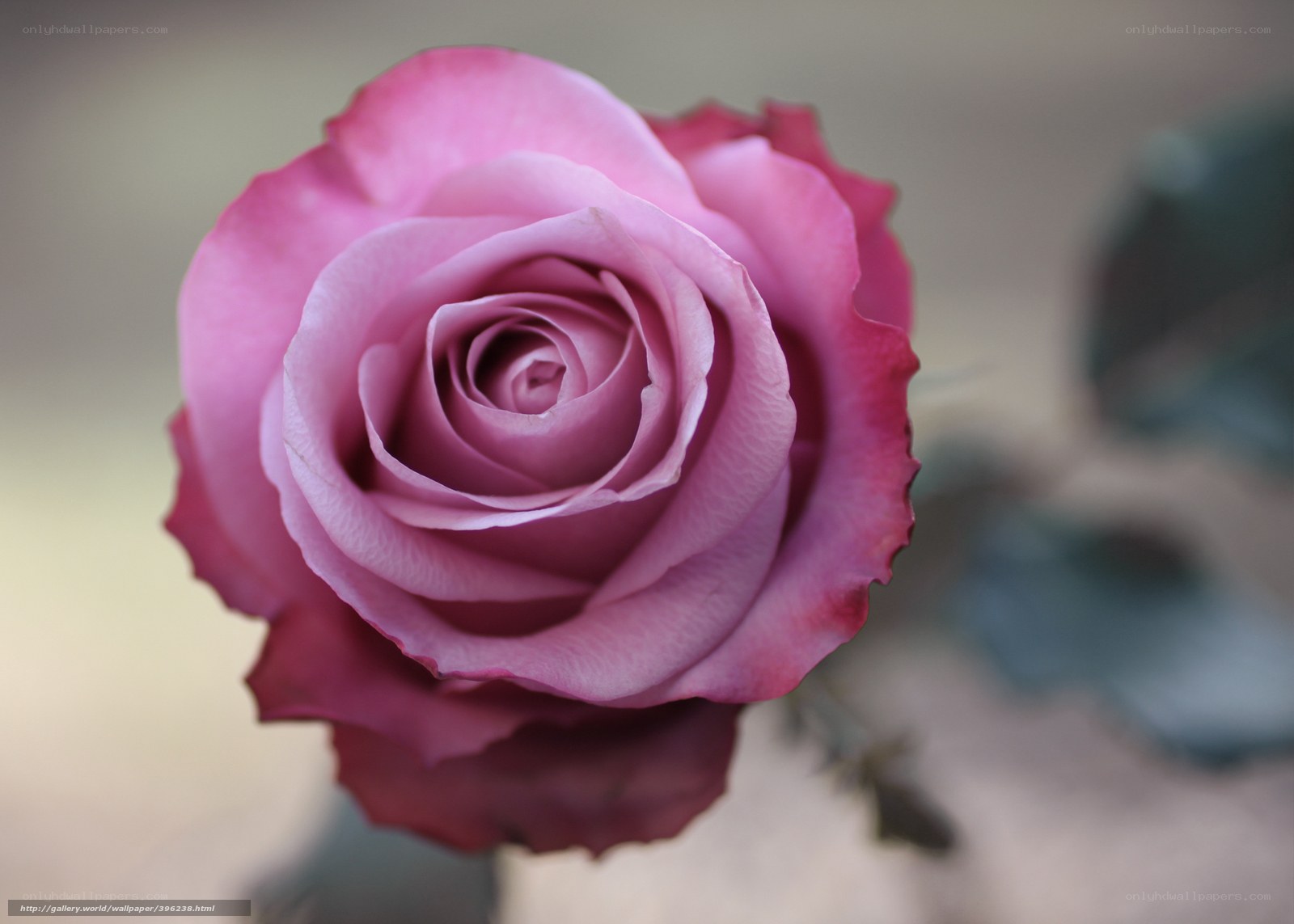 Pink rose in full bloom