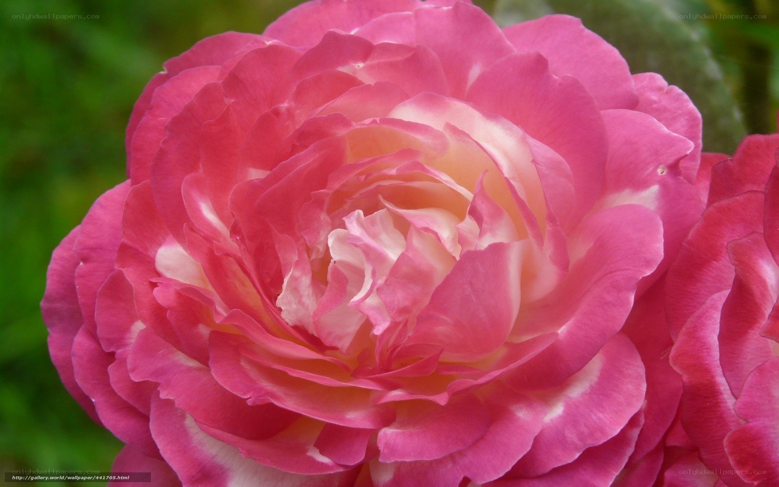 Pink rose in full bloom