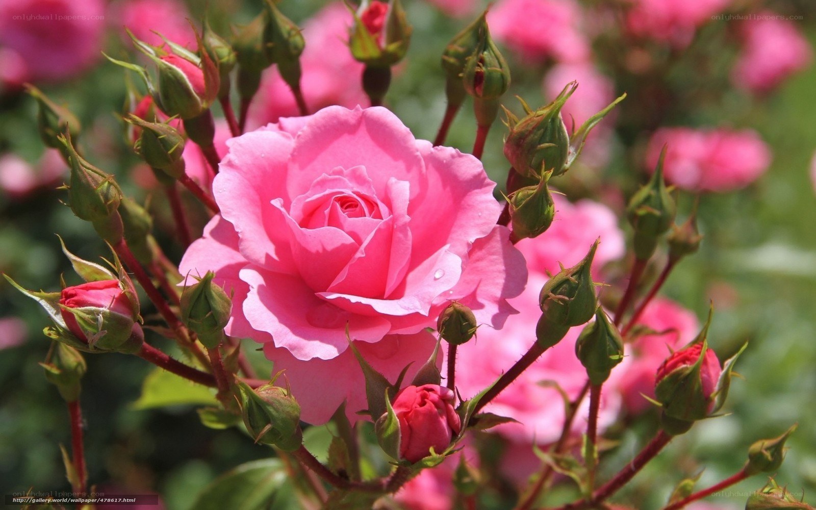 Pink rose in full bloom