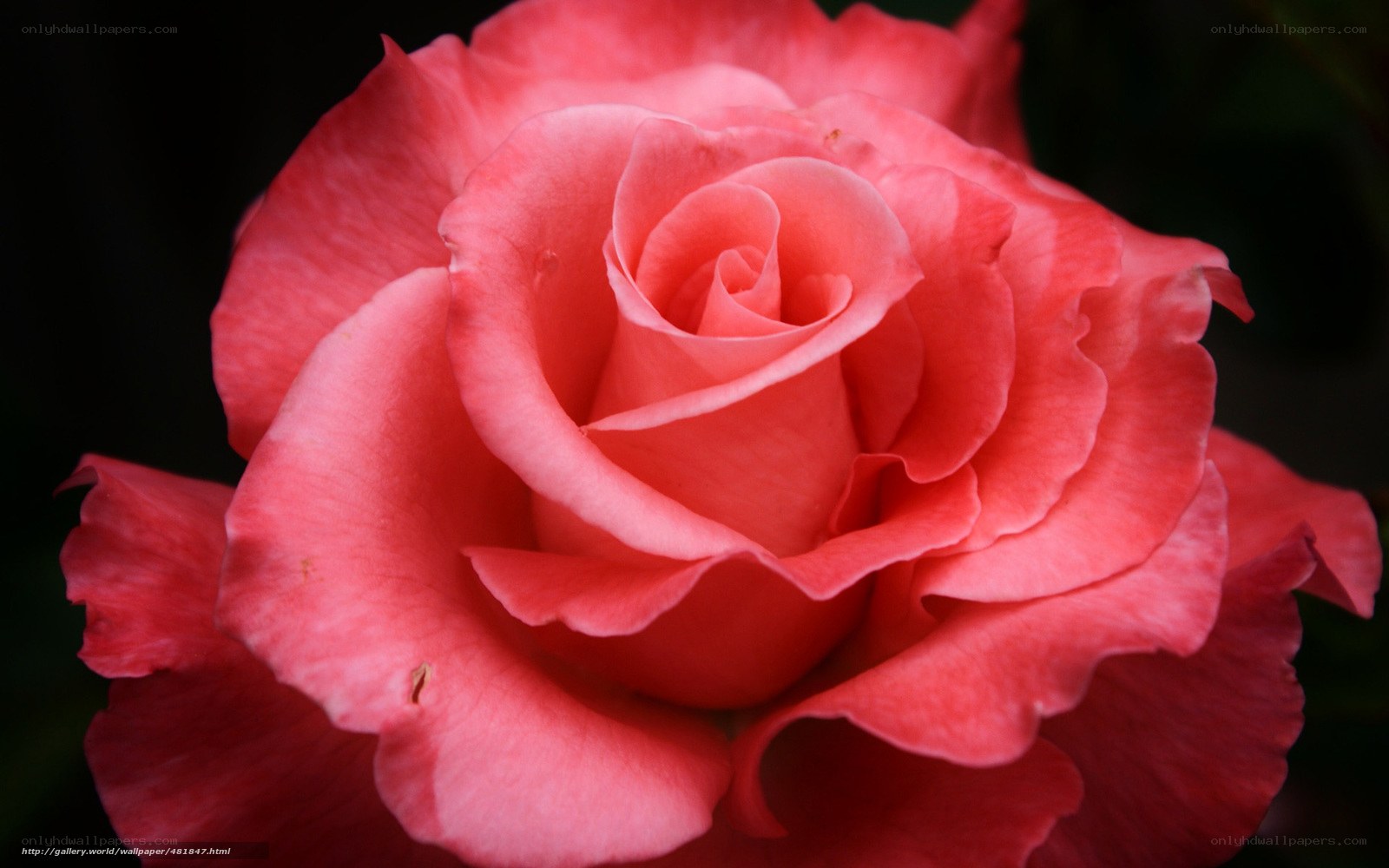 Pink rose in full bloom