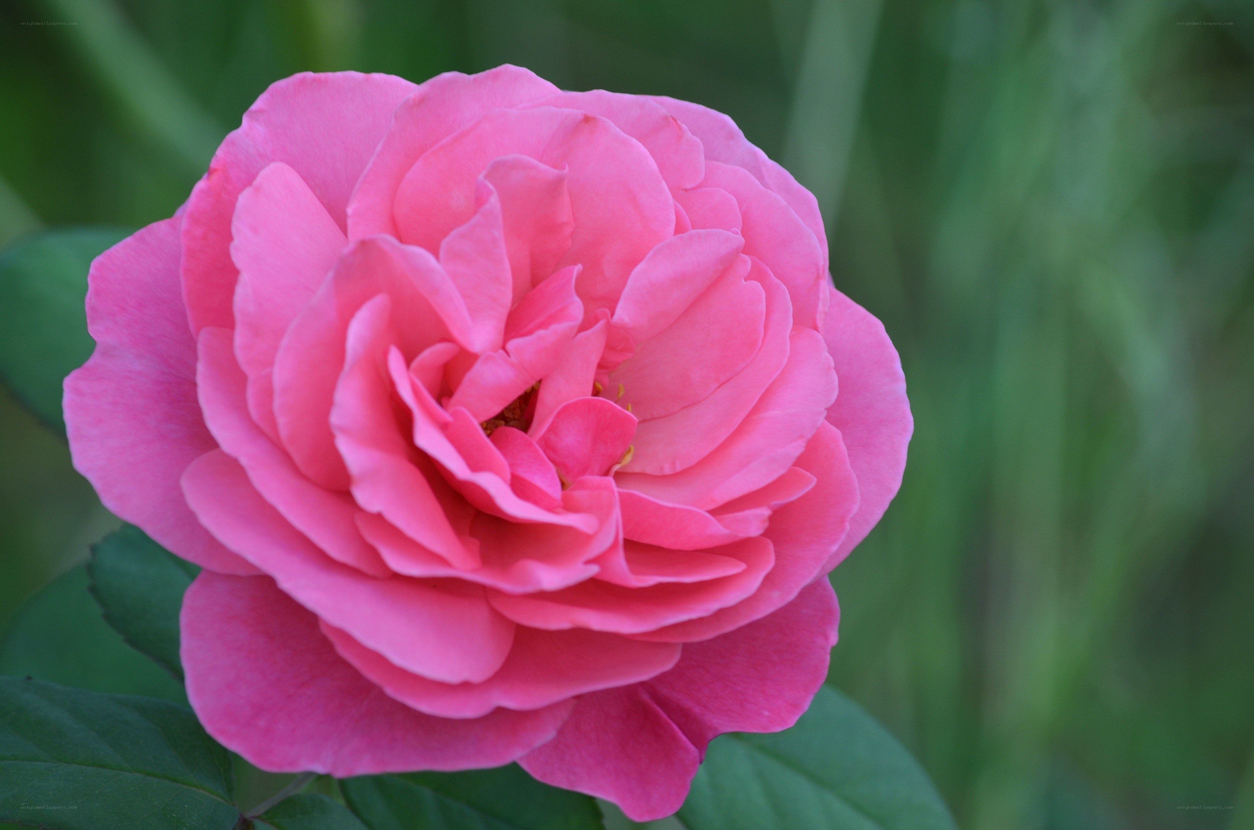 Pink rose in full bloom
