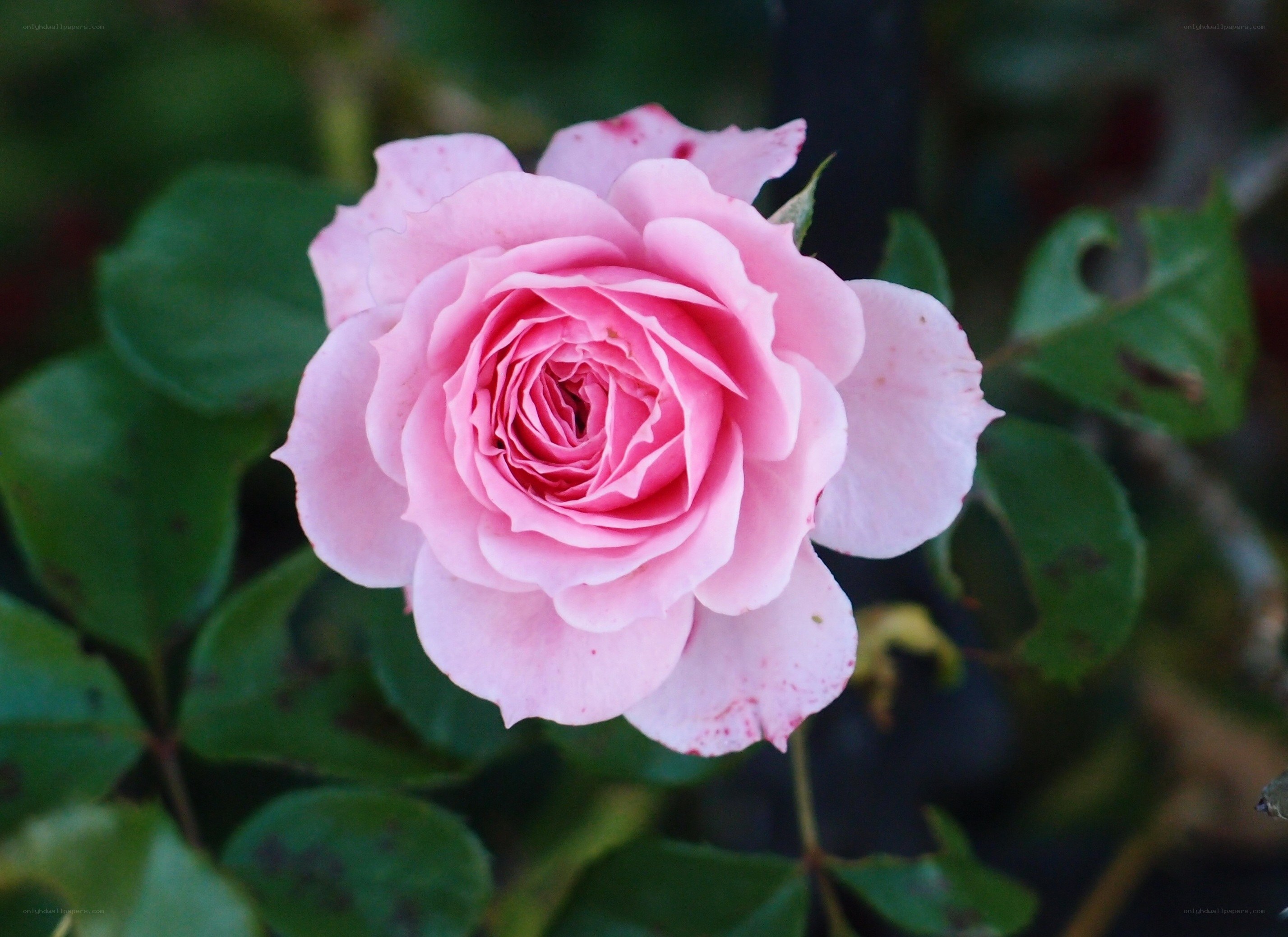 Pink rose in full bloom
