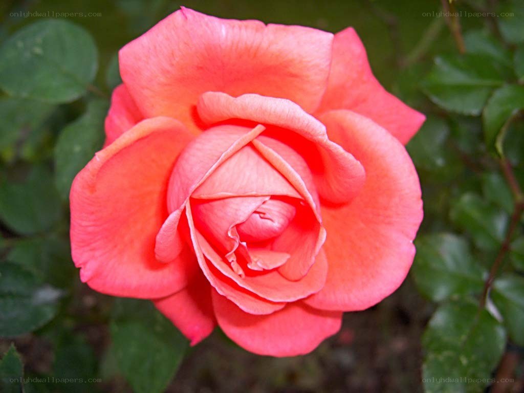 Pink rose in full bloom