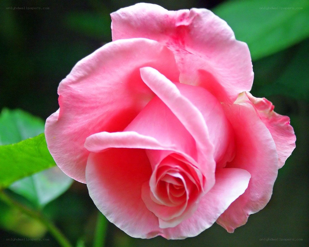 Pink rose in full bloom