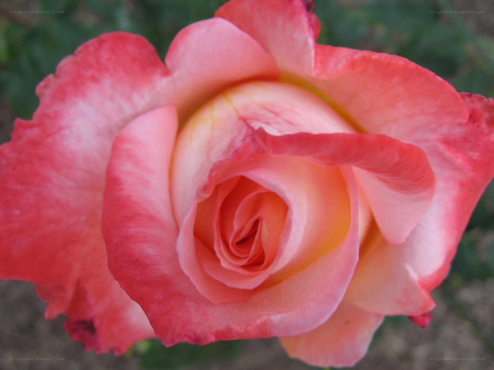 pink rose in full bloom