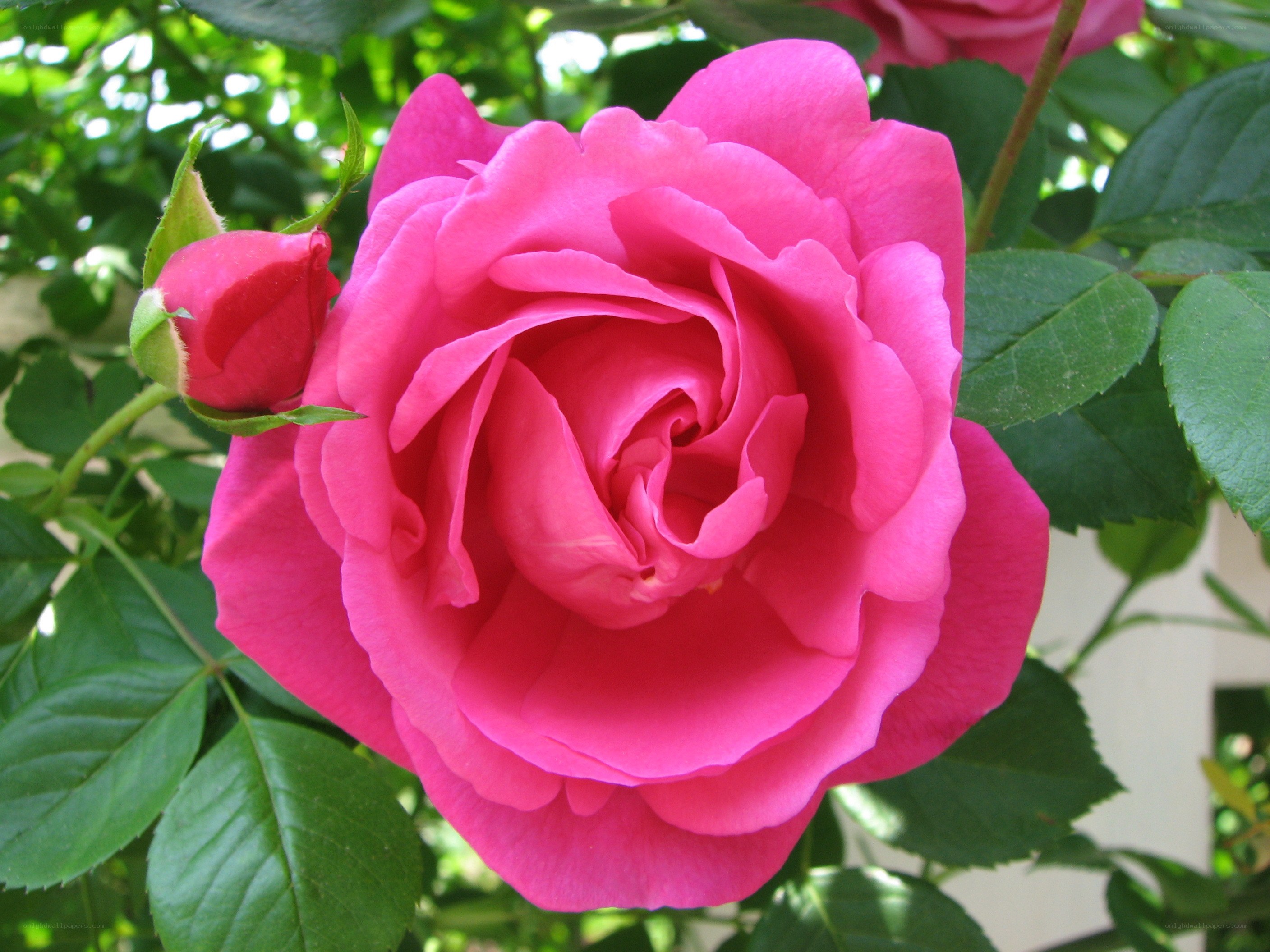 Pink rose in full bloom