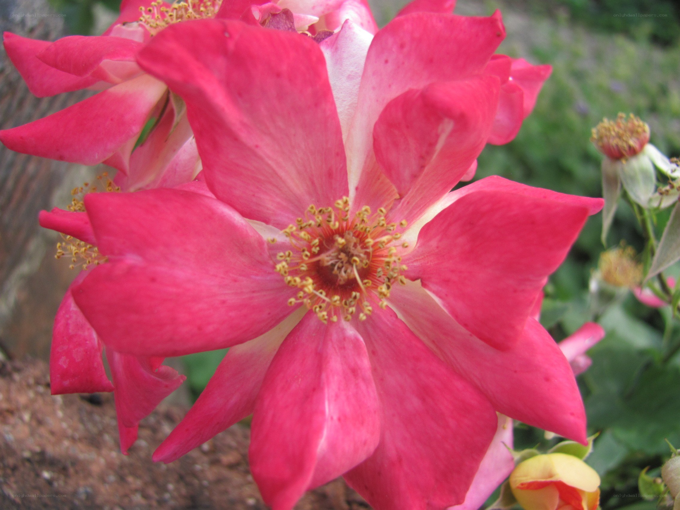 Pink rose in full bloom