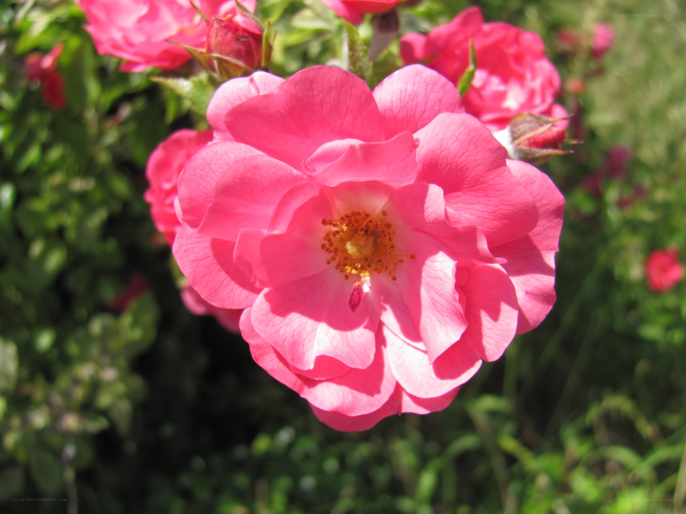 Pink rose in full bloom
