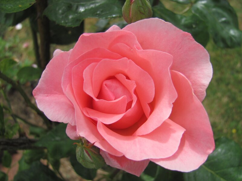 Pink rose in full bloom