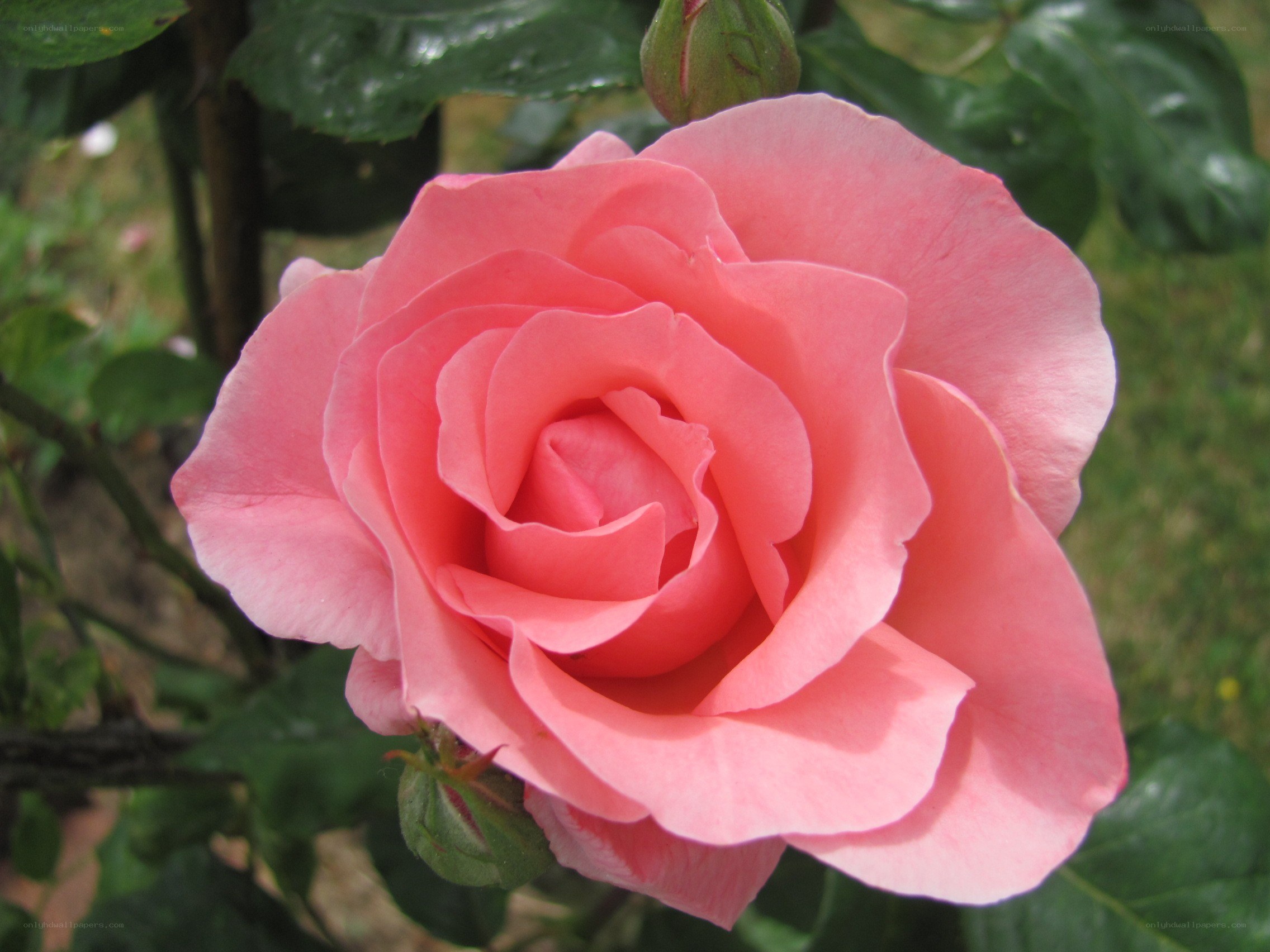 Pink rose in full bloom