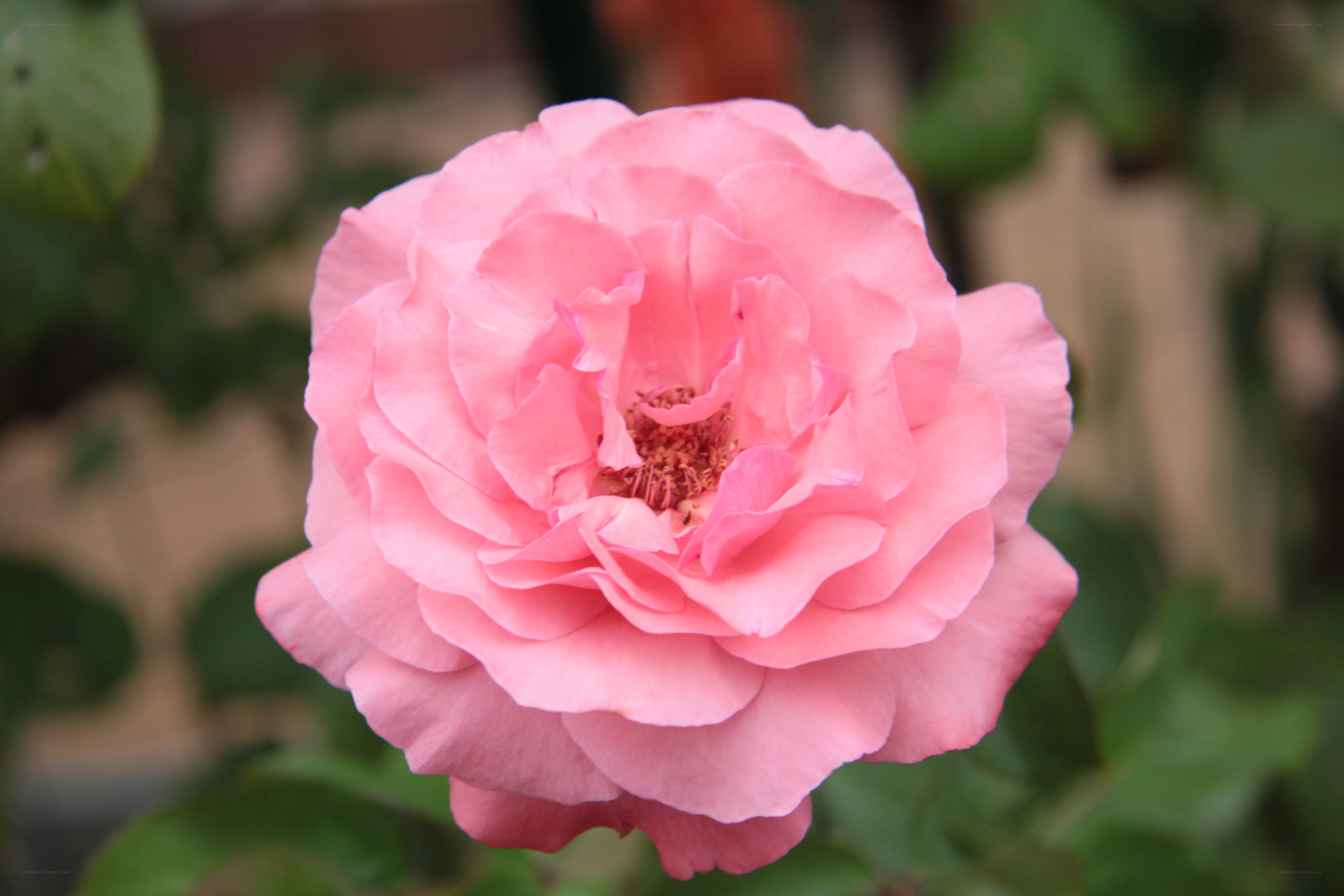 Pink rose in full bloom