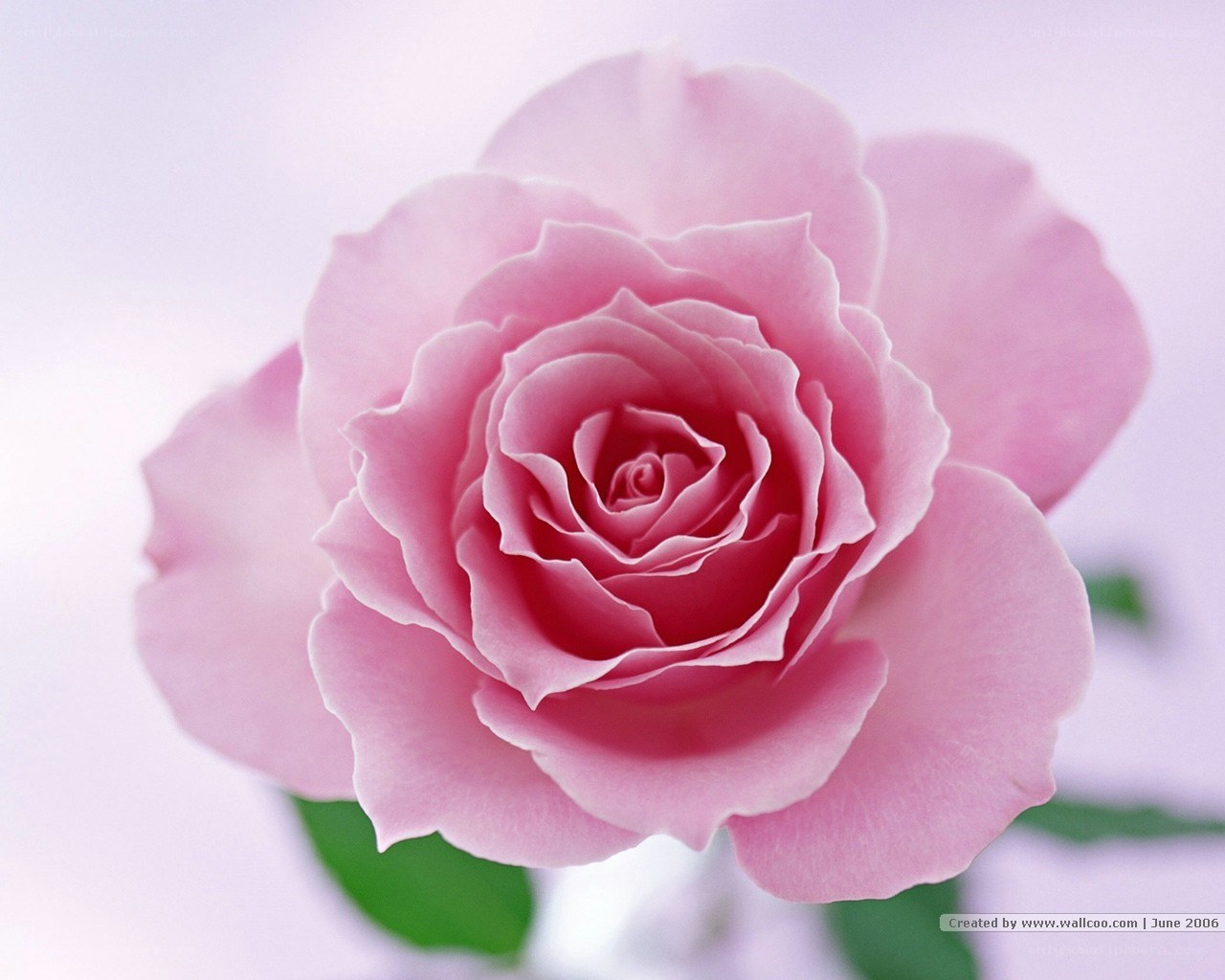 Pink rose in full bloom