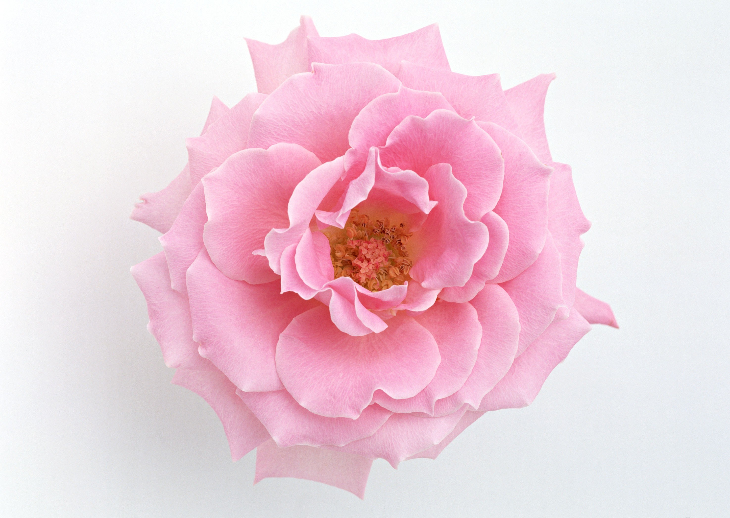 Pink rose in full bloom
