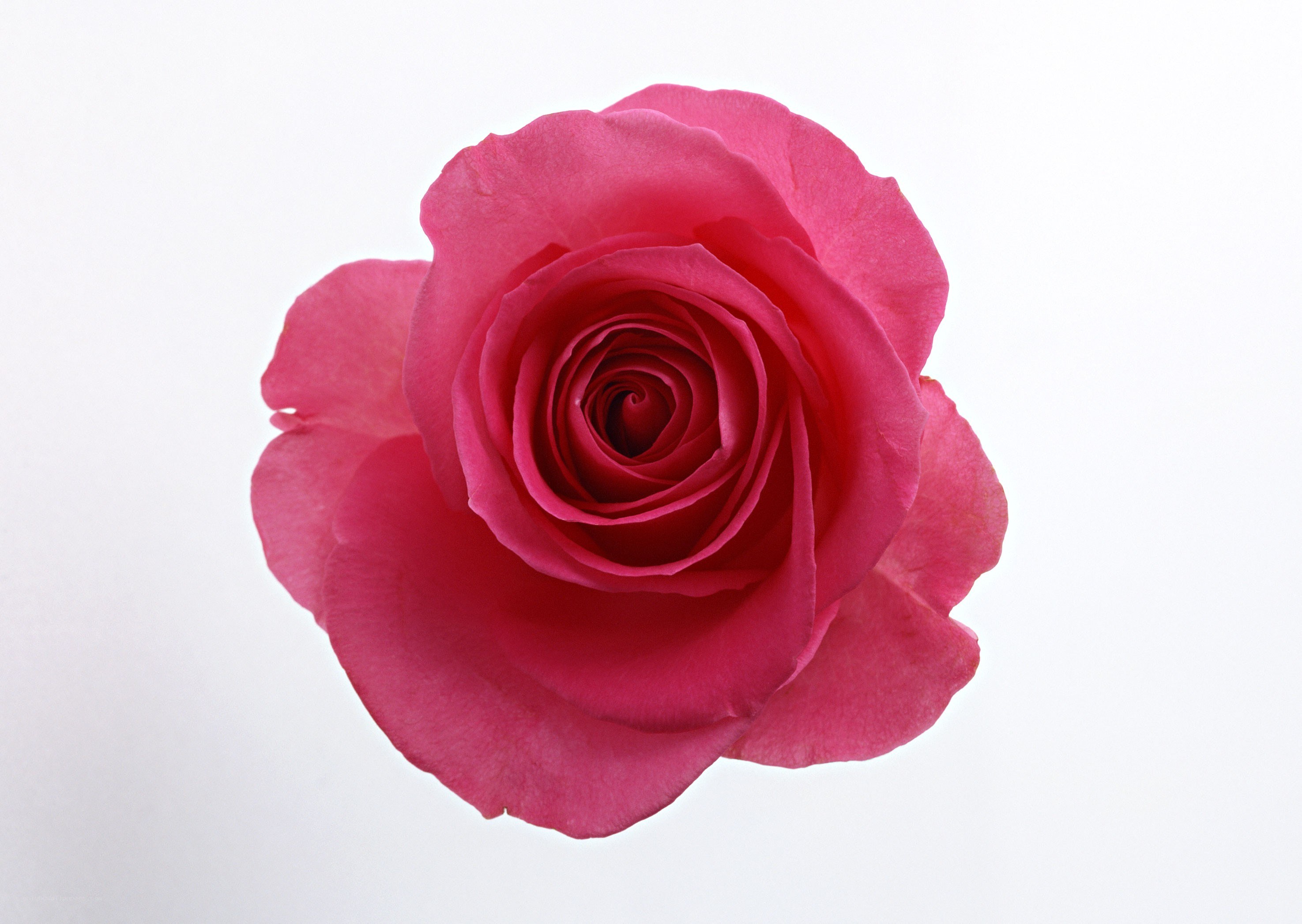 Pink rose in full bloom