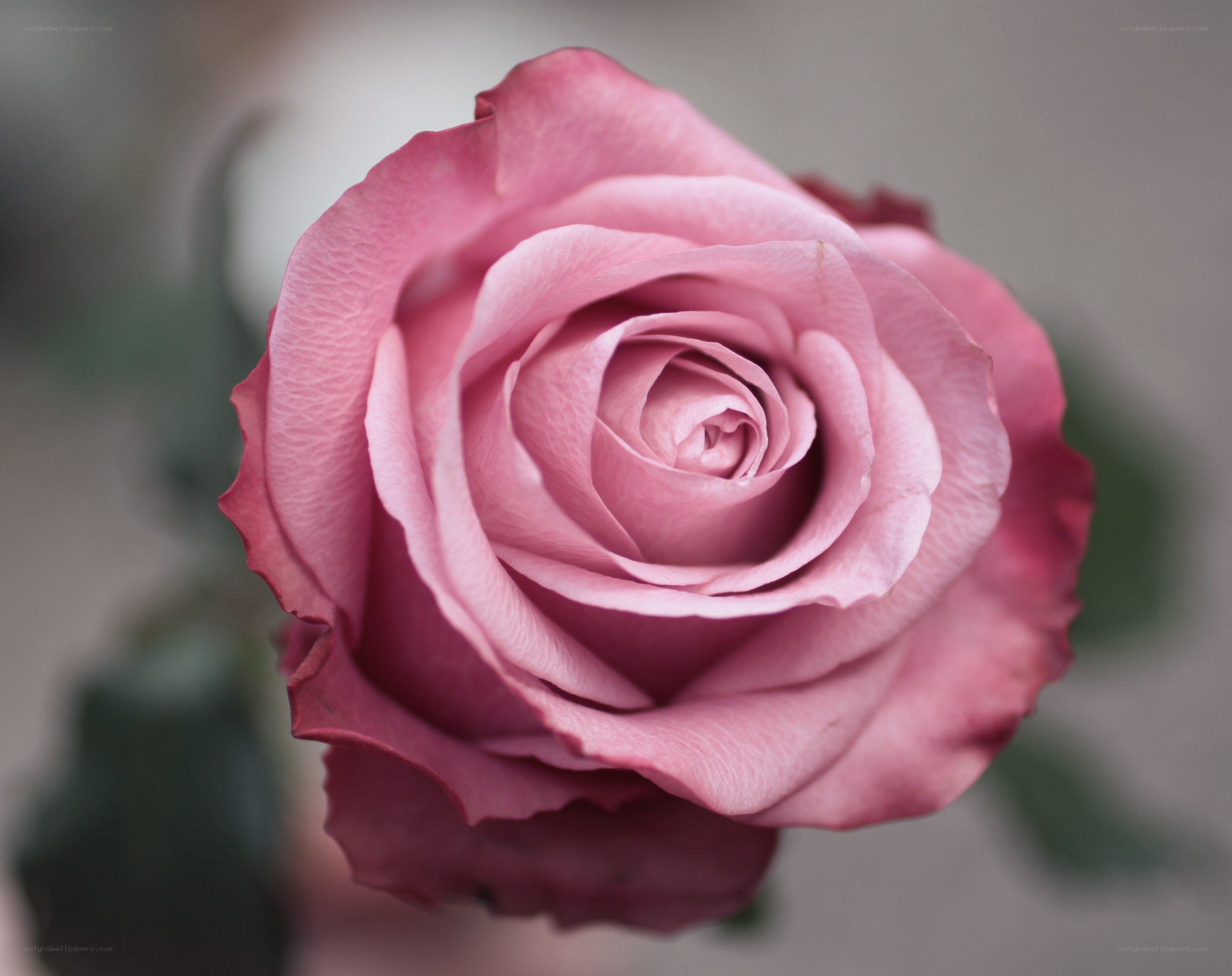 Pink rose in full bloom