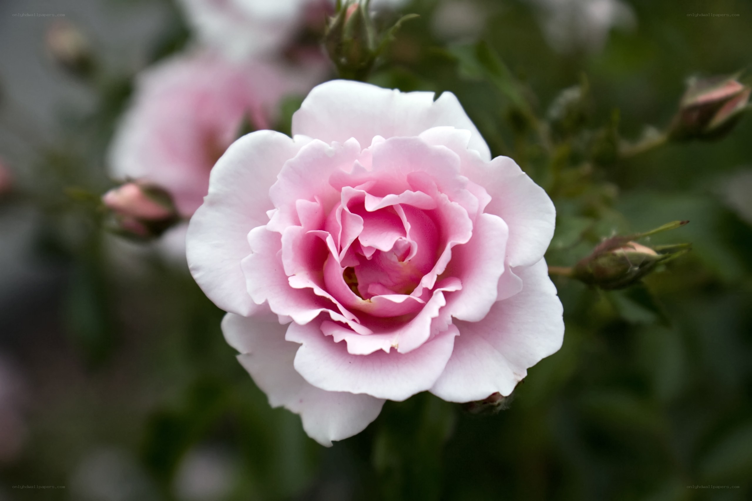 Pink rose in full bloom