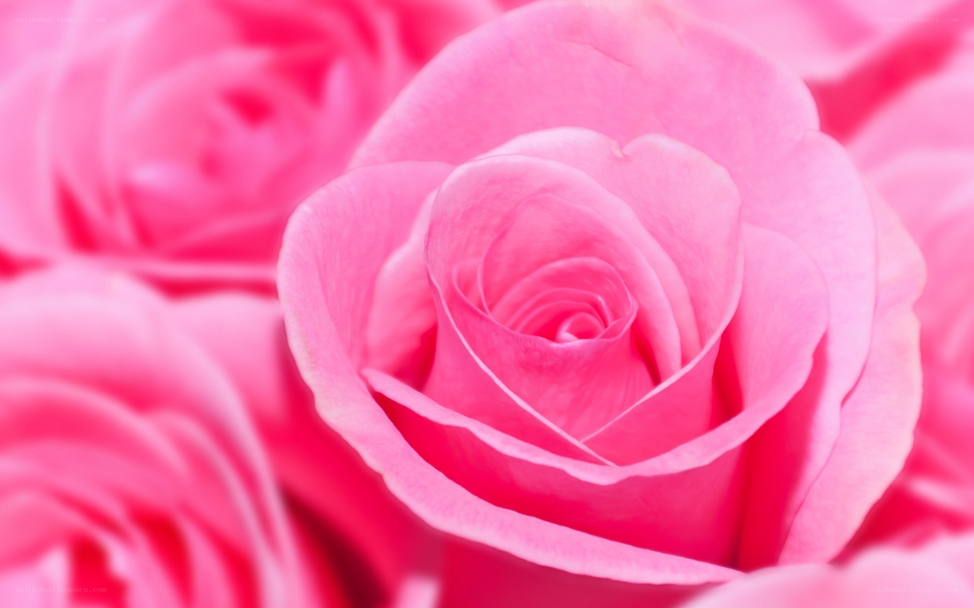 Pink rose in full bloom