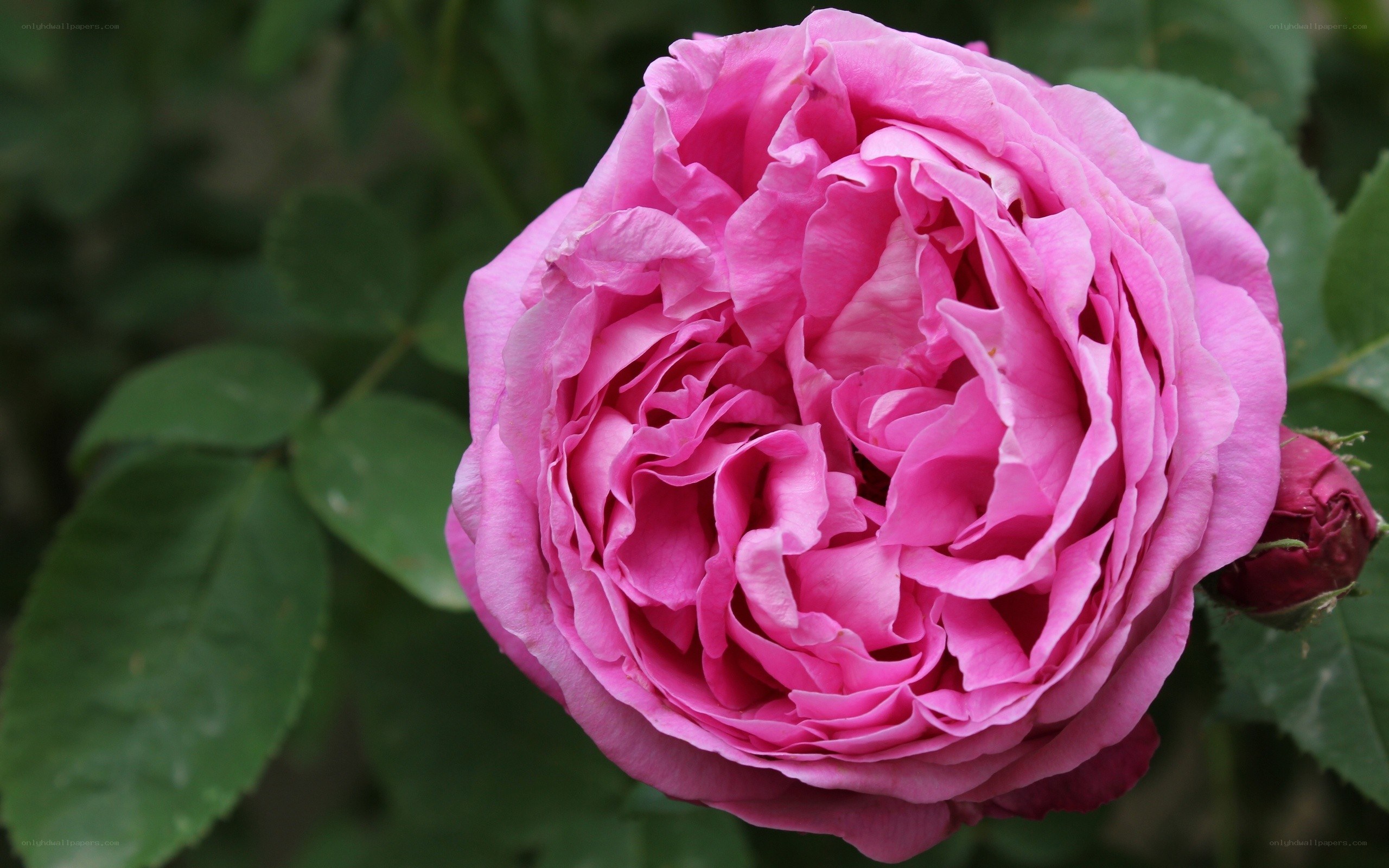 Pink rose in full bloom