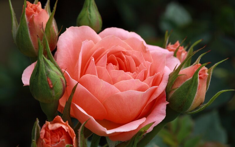 Pink rose in full bloom