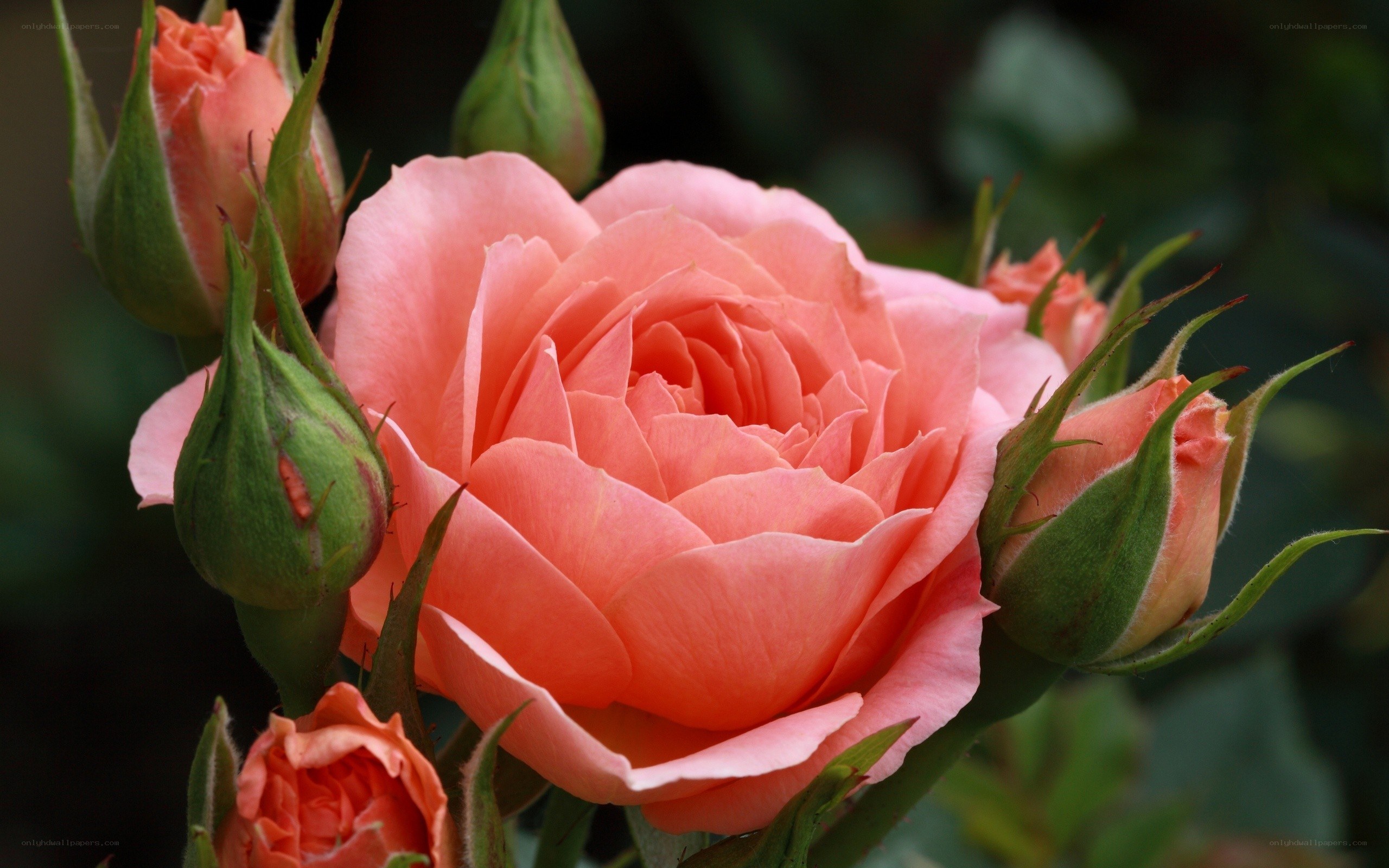Pink rose in full bloom