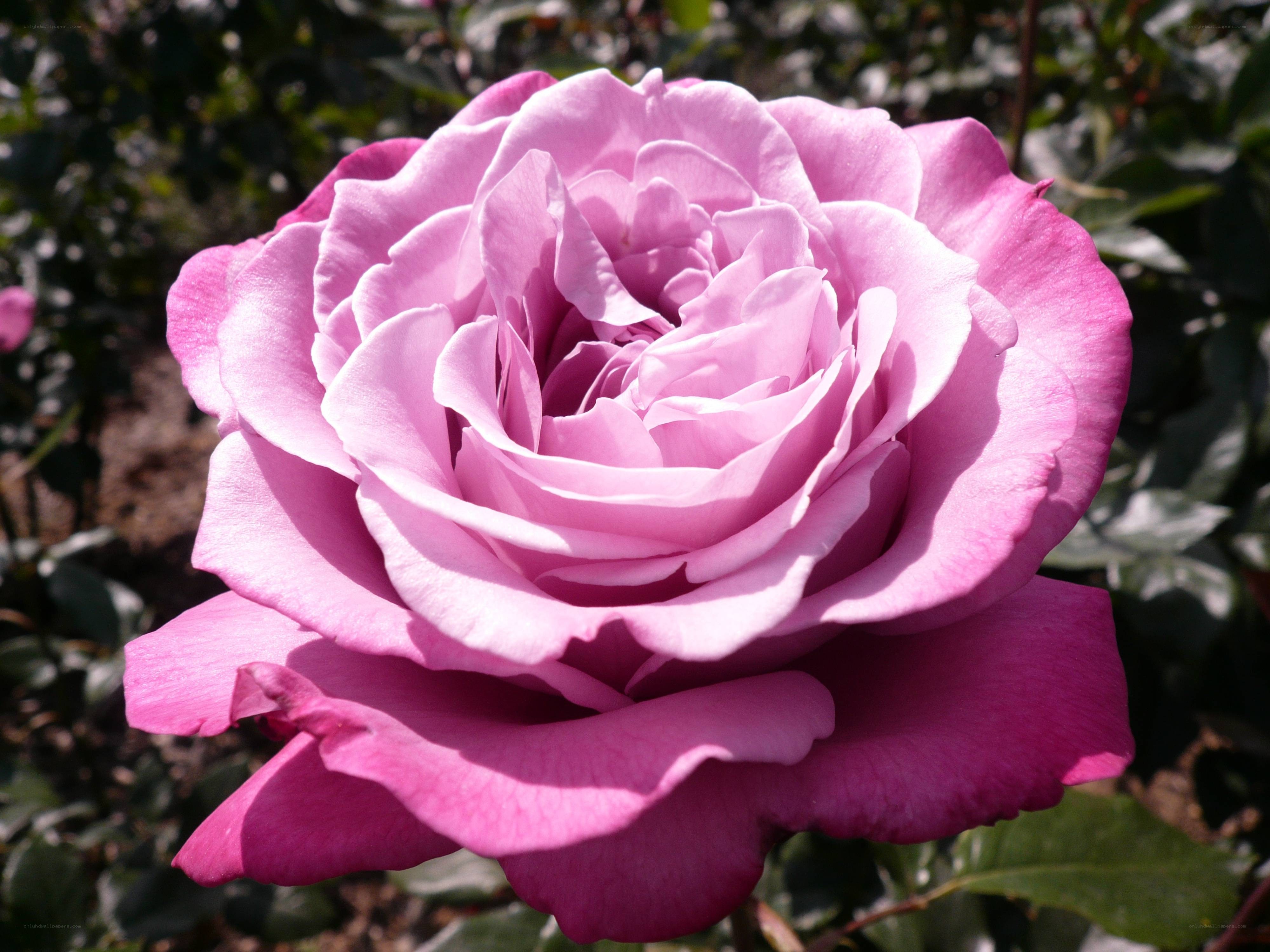 Pink rose in full bloom