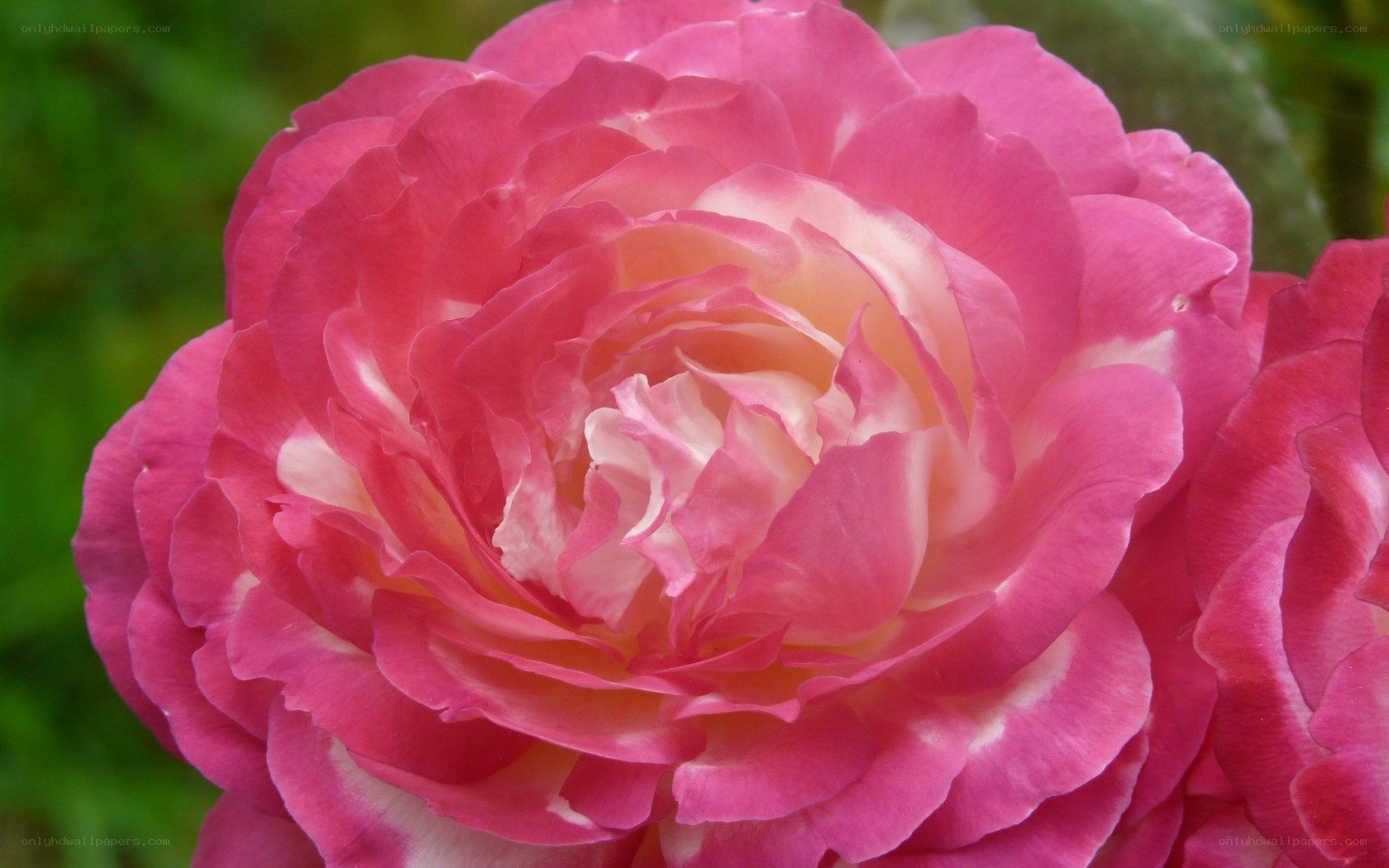 Pink rose in full bloom