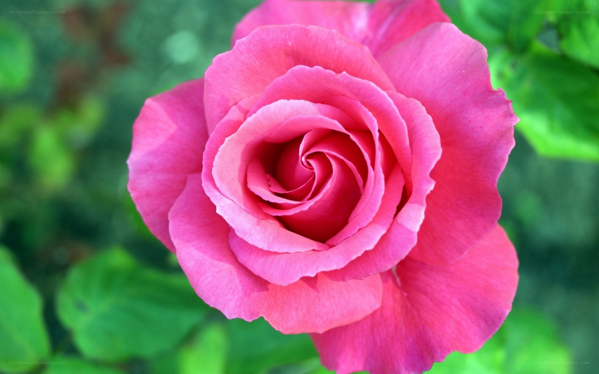 Pink rose in full bloom